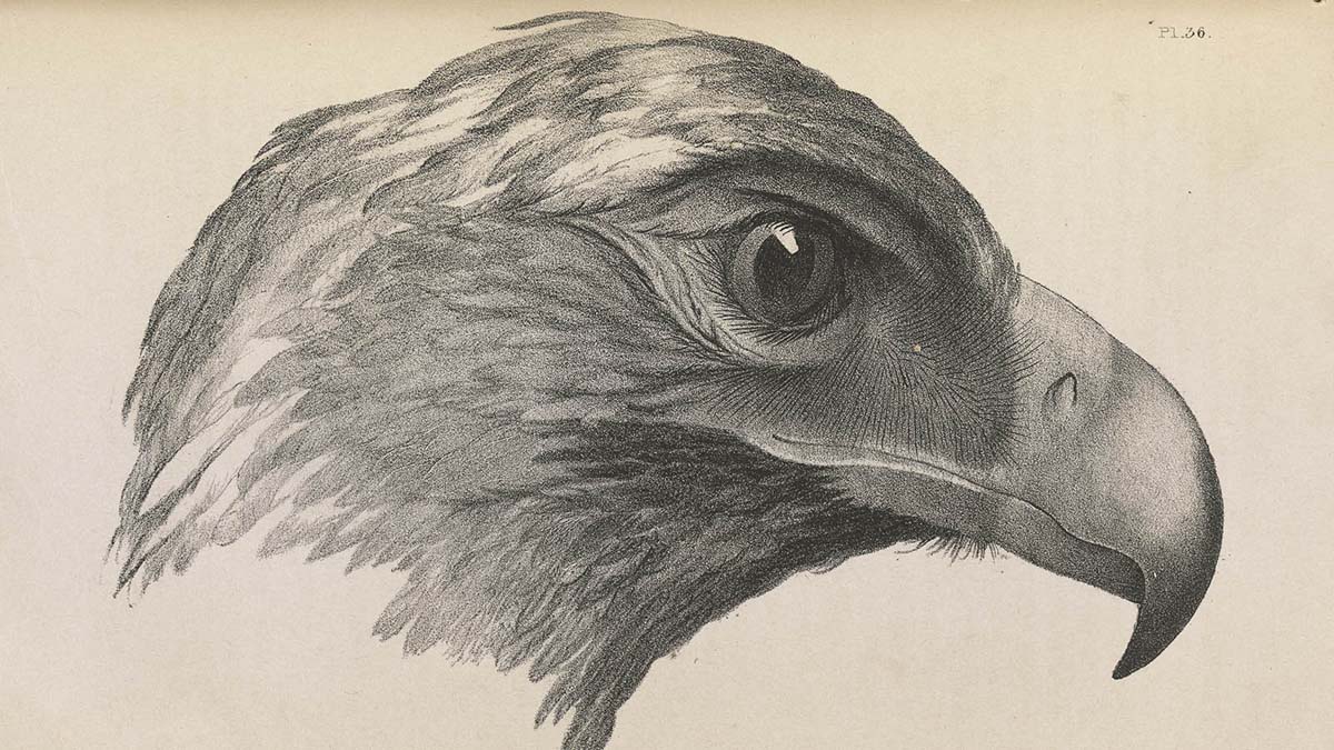 Eagle slv