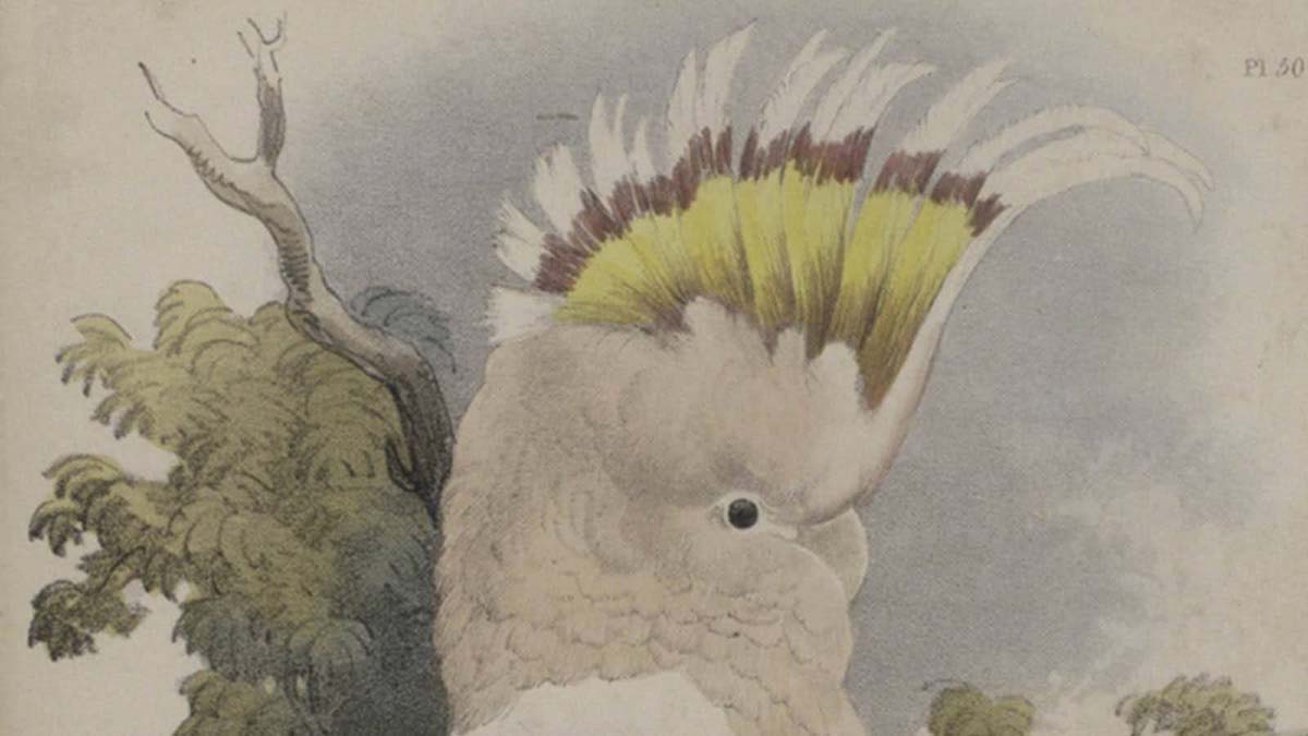 Mitchell cockatoo slnsw