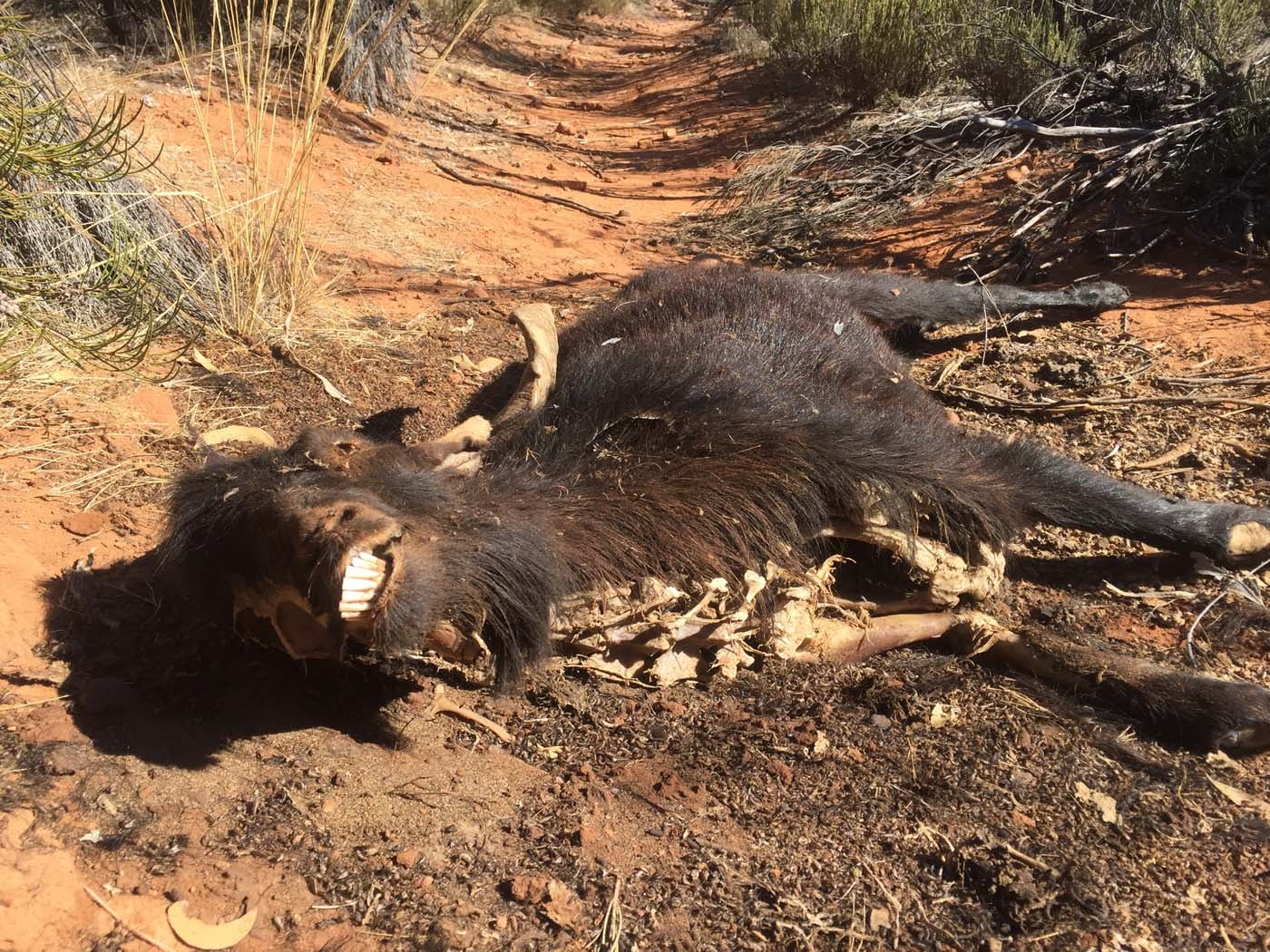 Malloga falls flinders ranges (8)