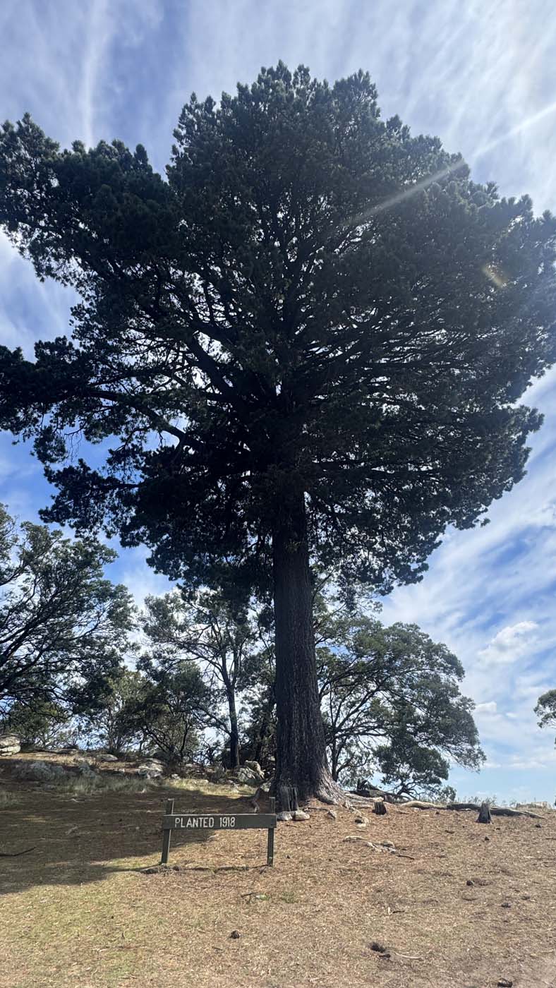 Manna gums track (10)