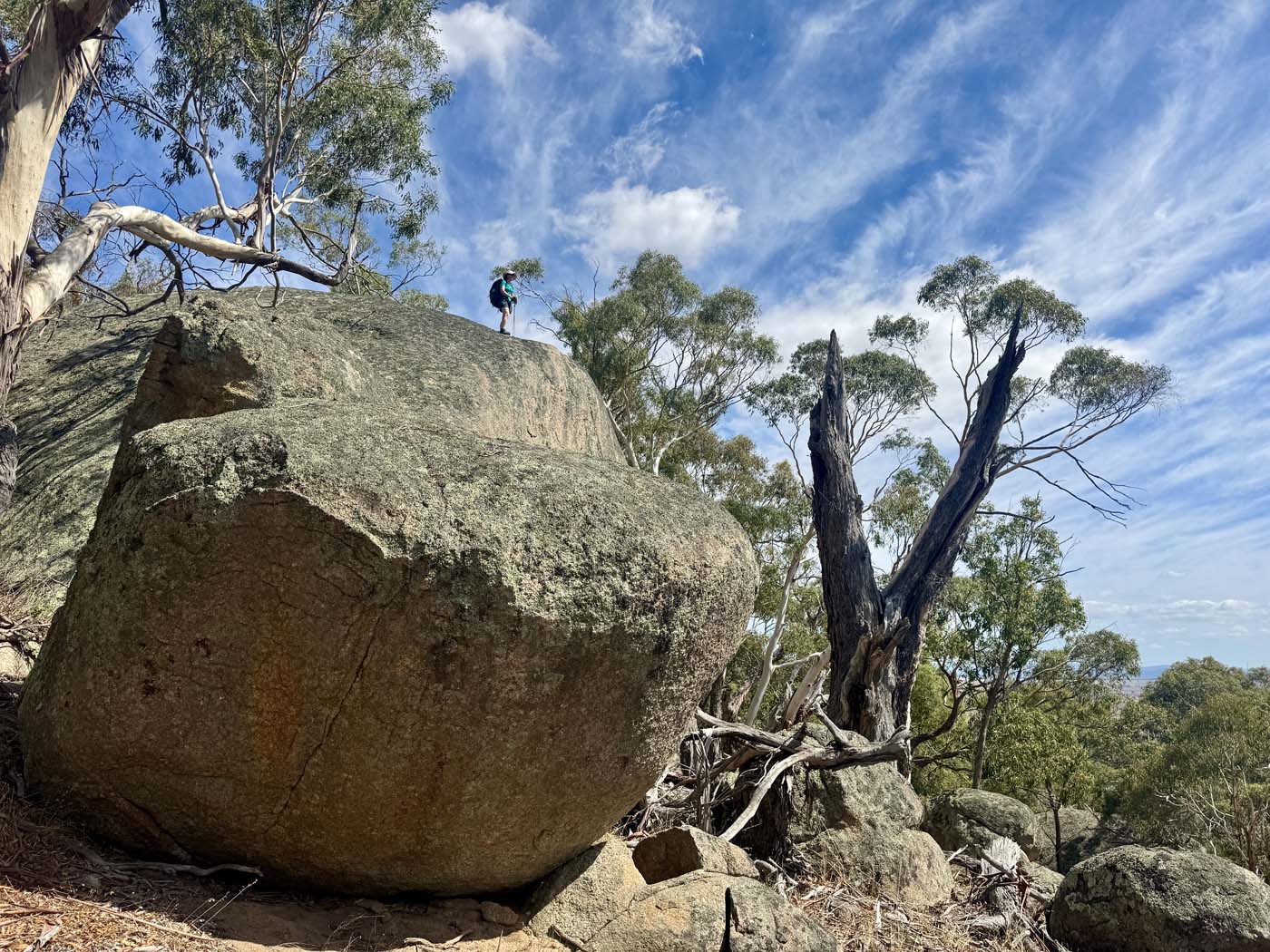 Manna gums track (3)