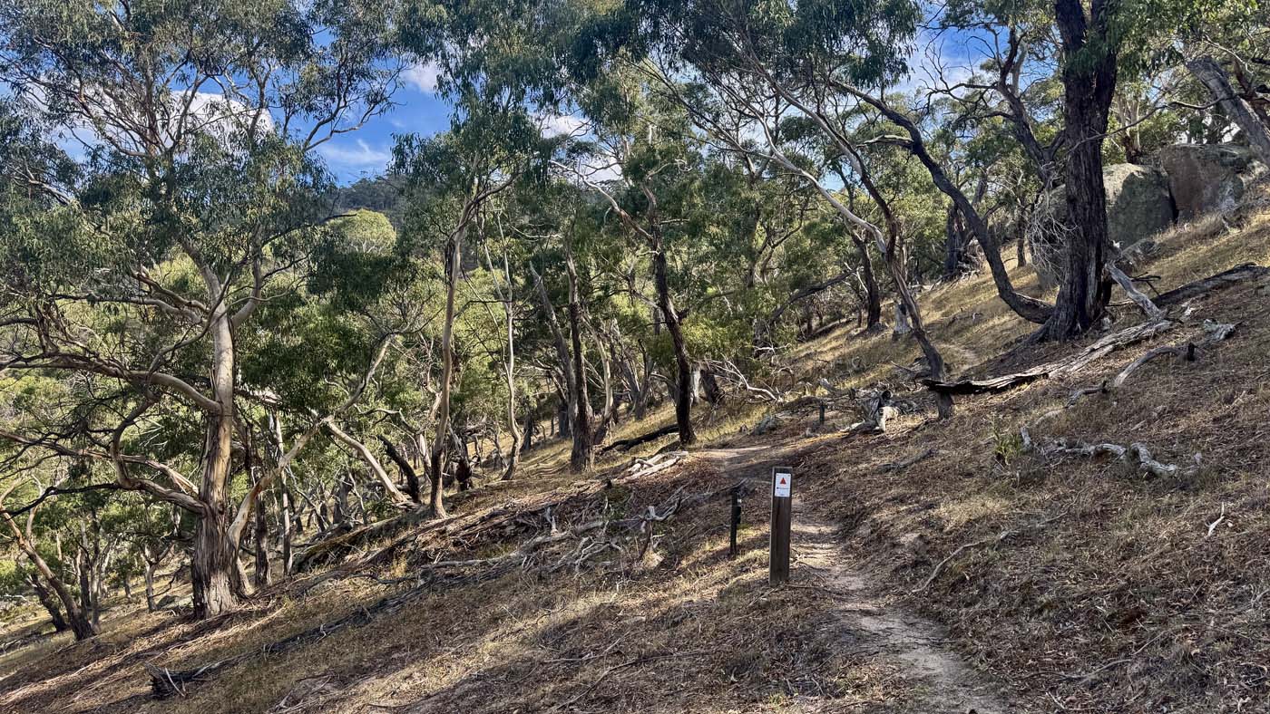 Manna gums track (4)