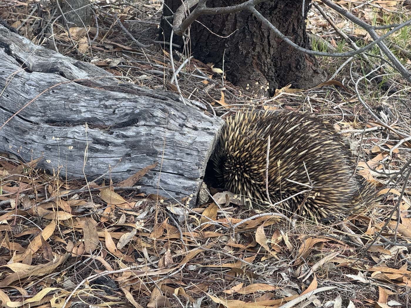 Manna gums track (4) 1