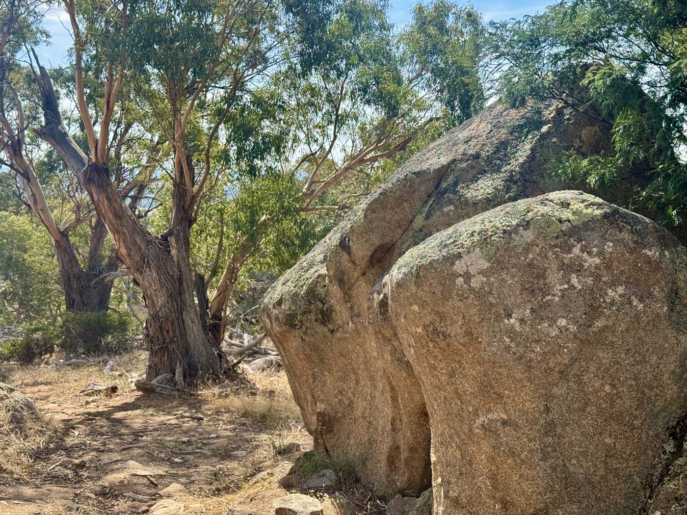 Manna gums track (6)