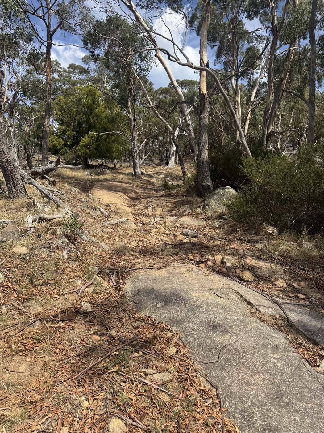 Manna gums track (7) 1