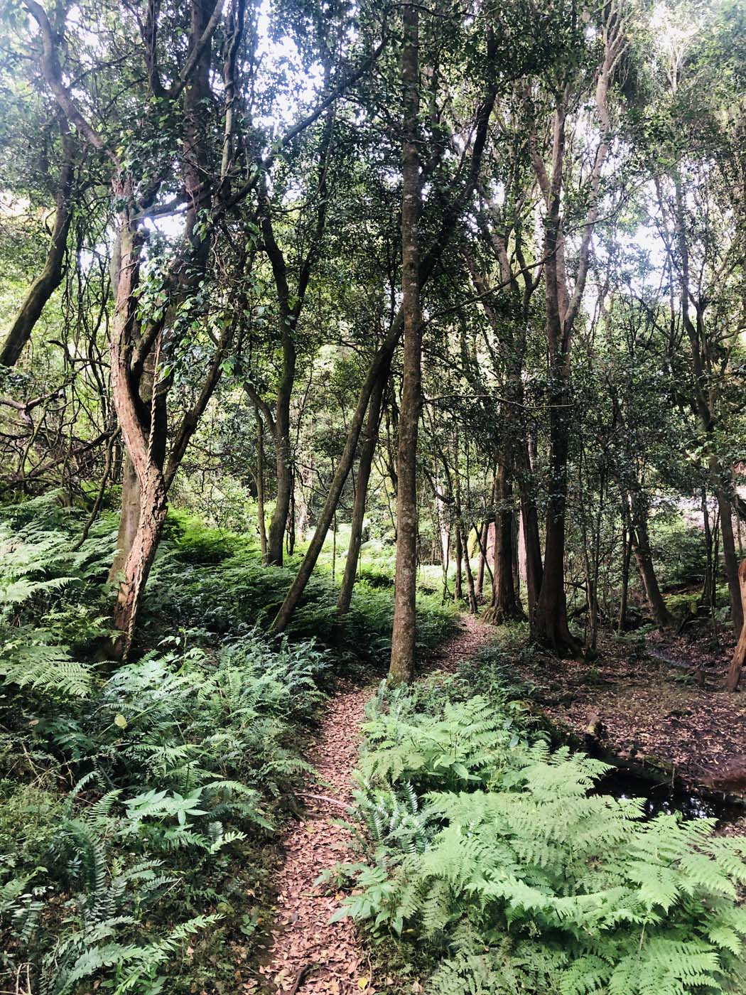 Marsdenia rainforest walk (6)