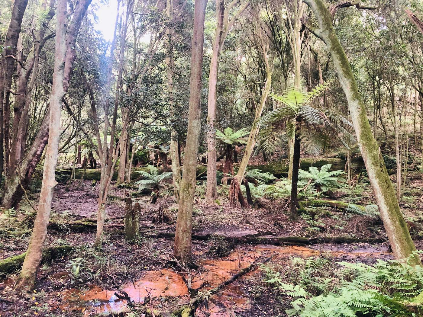 Marsdenia rainforest walk (8)
