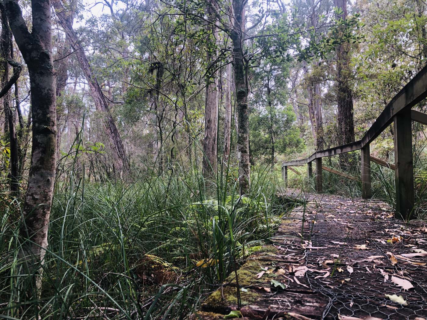 Marsdenia rainforest walk (9)