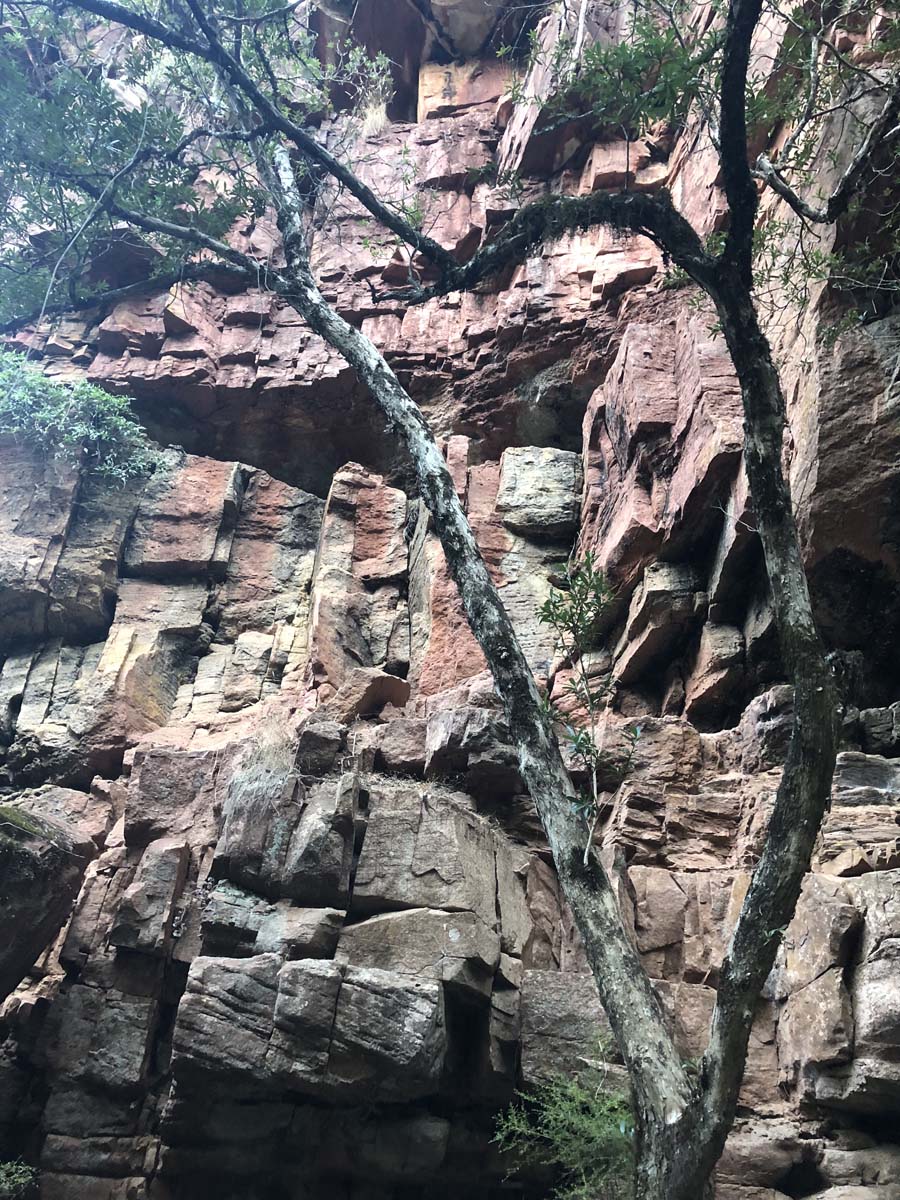 Mitchell river walking trail 43