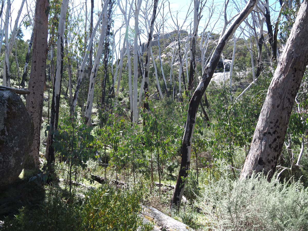 Mollison galleries hike 4