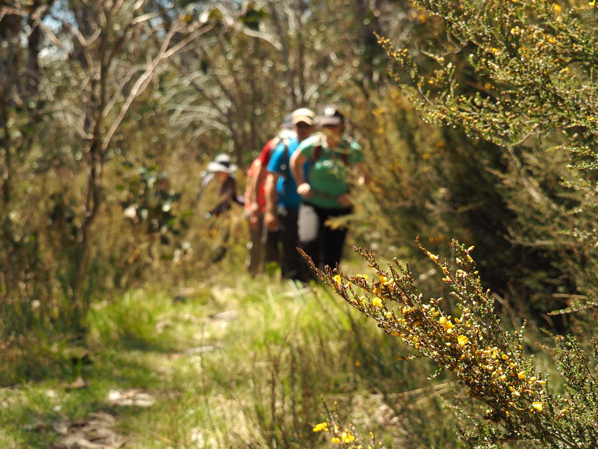 Mollison galleries rocky creek circuit hike 24