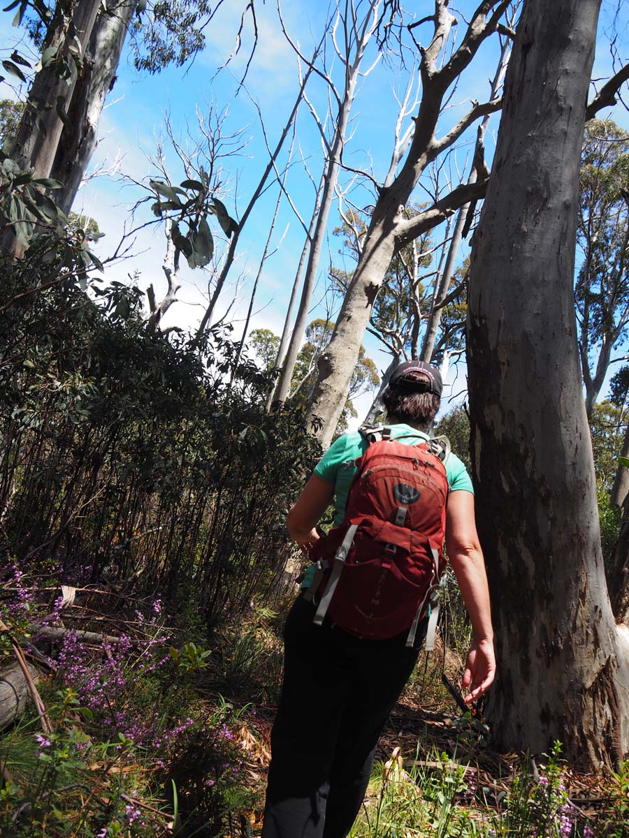 Mollison galleries rocky creek circuit hike 40