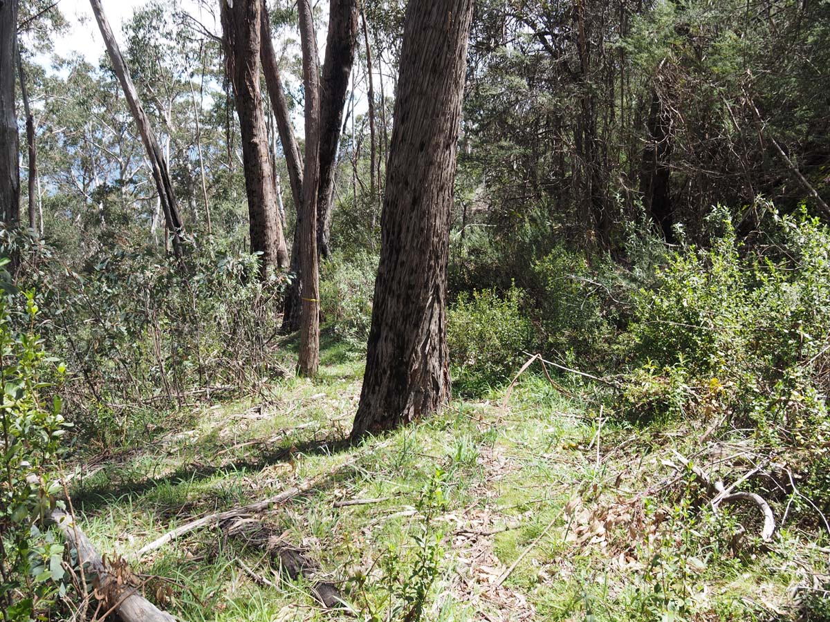 Mollison galleries rocky creek circuit hike 56