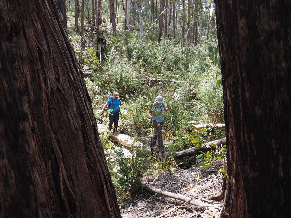 Mollison galleries rocky creek circuit hike 63