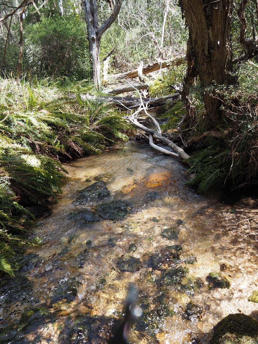 Mollison galleries rocky creek circuit hike 65