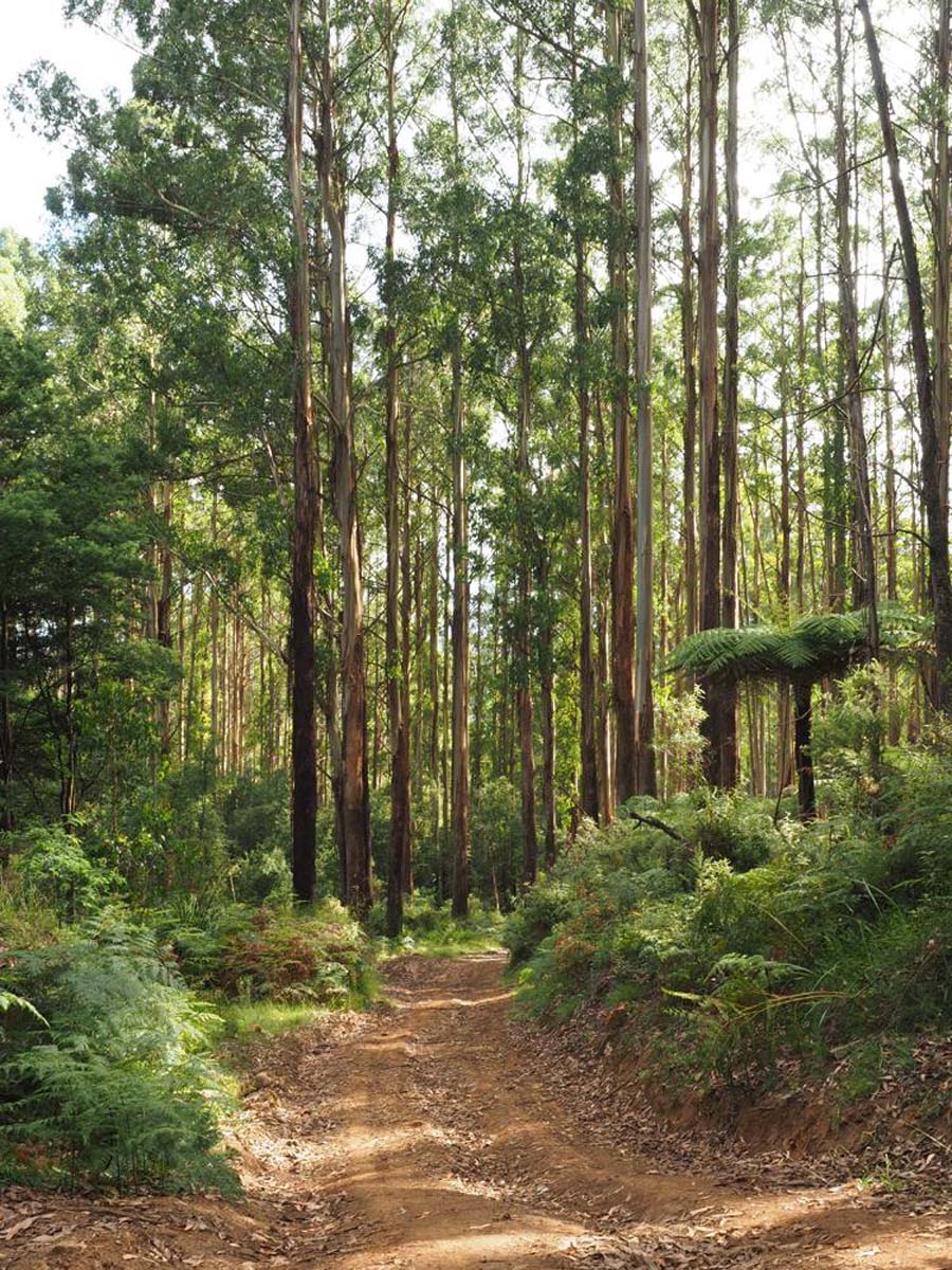 Monda track 19