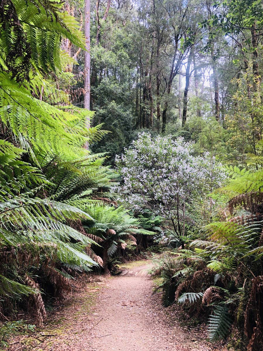 Montezuma falls hike 17