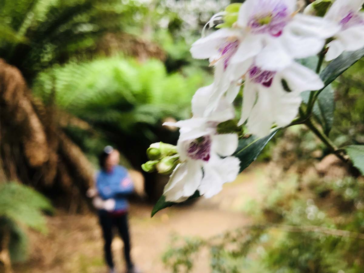 Montezuma falls hike 18
