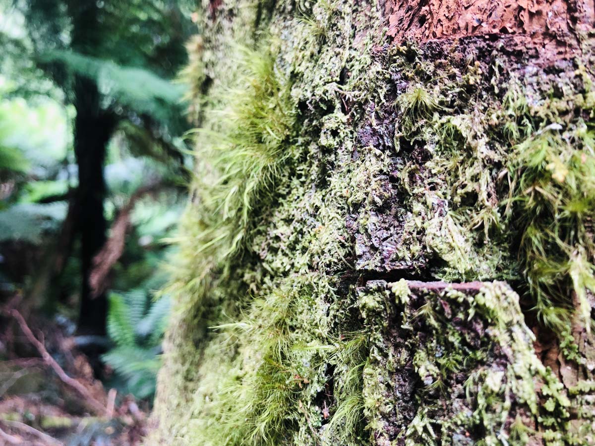Montezuma falls hike 39