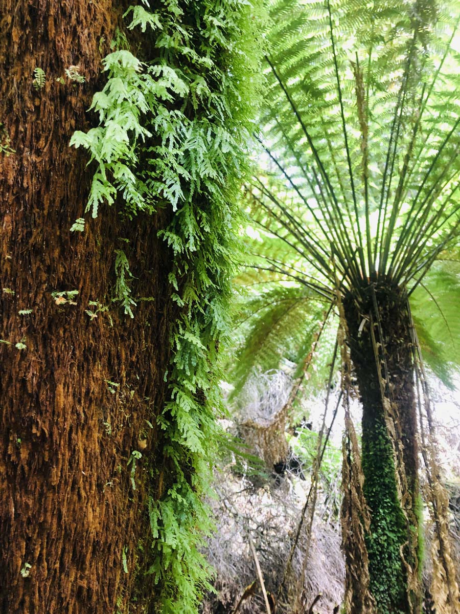 Montezuma falls hike 42