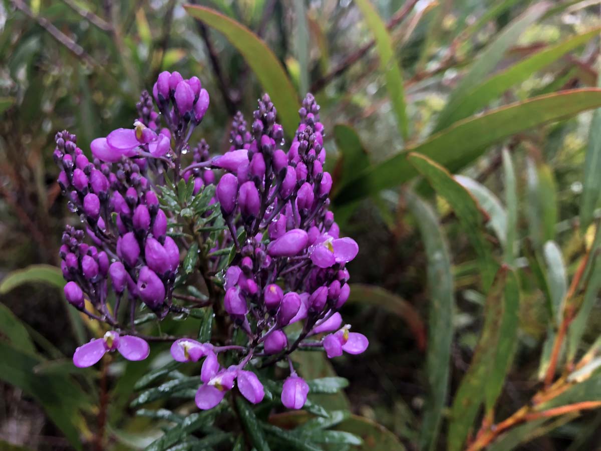 Mount barney summit hike 21