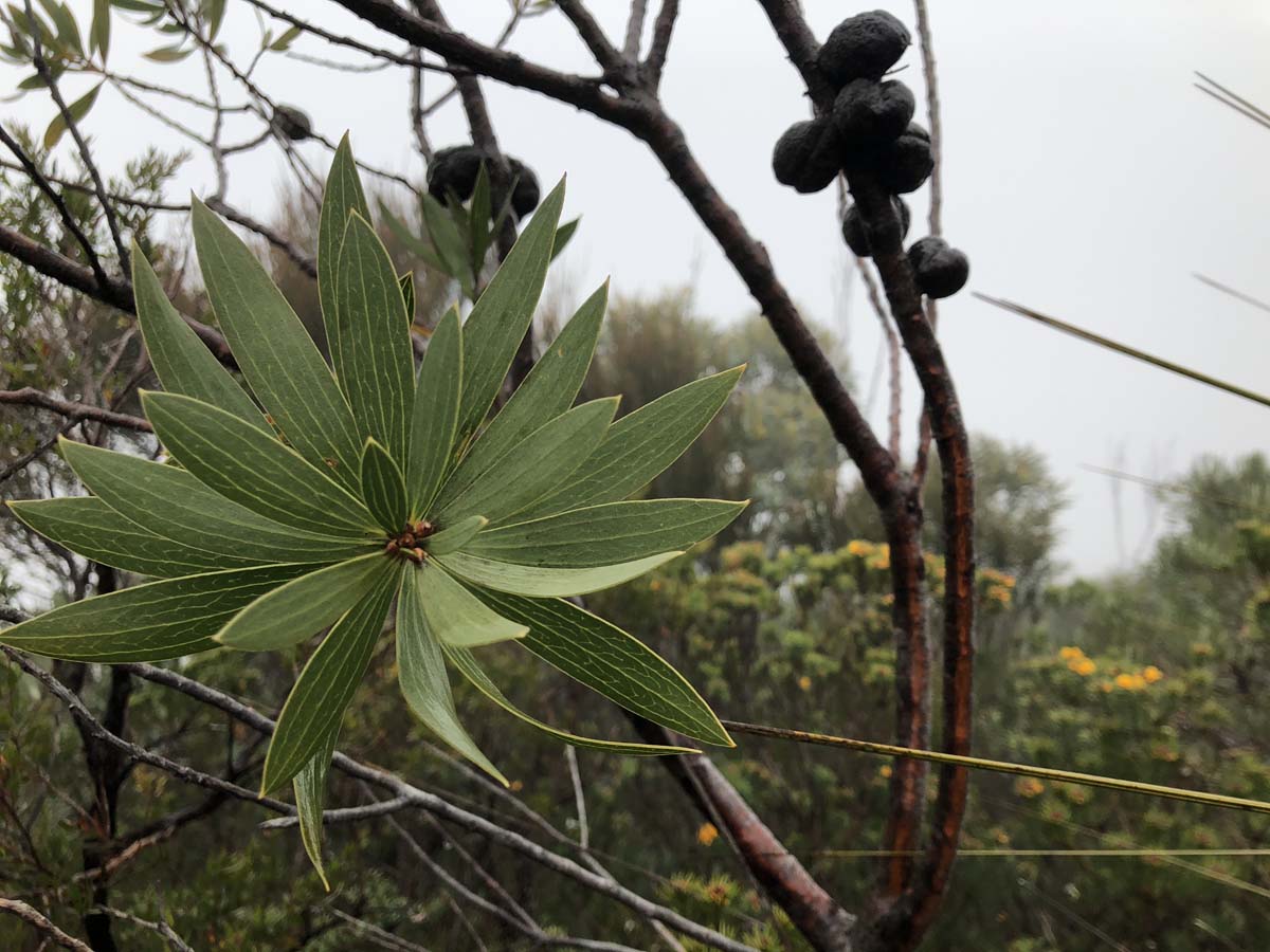 Mount barney summit hike 40