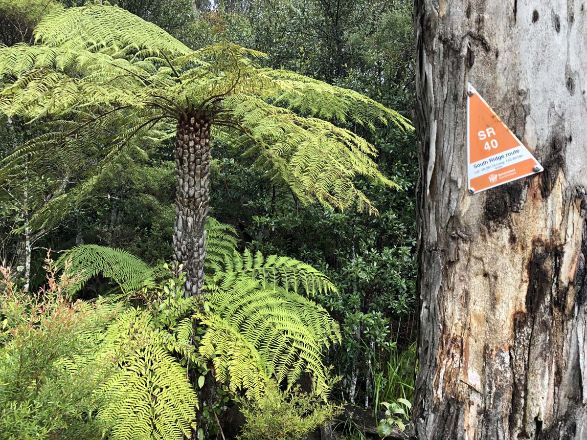 Mount barney summit hike 69
