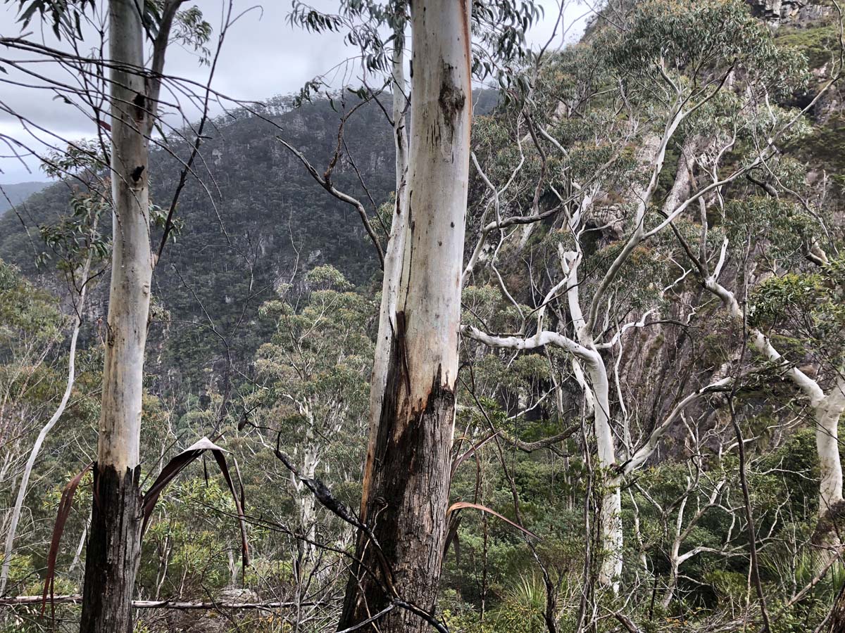 Mount barney summit hike 73