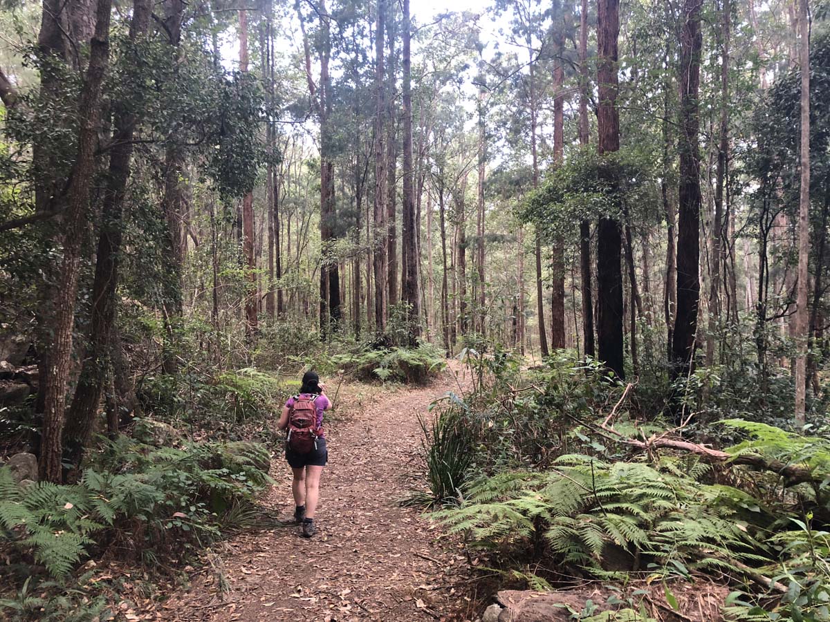 Mount barney summit hike 95