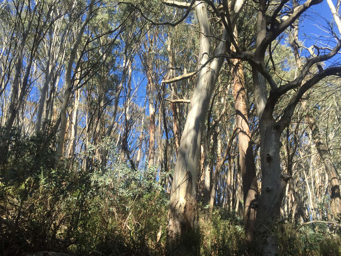 Mount beauty to harrietville alpine traverse (5)