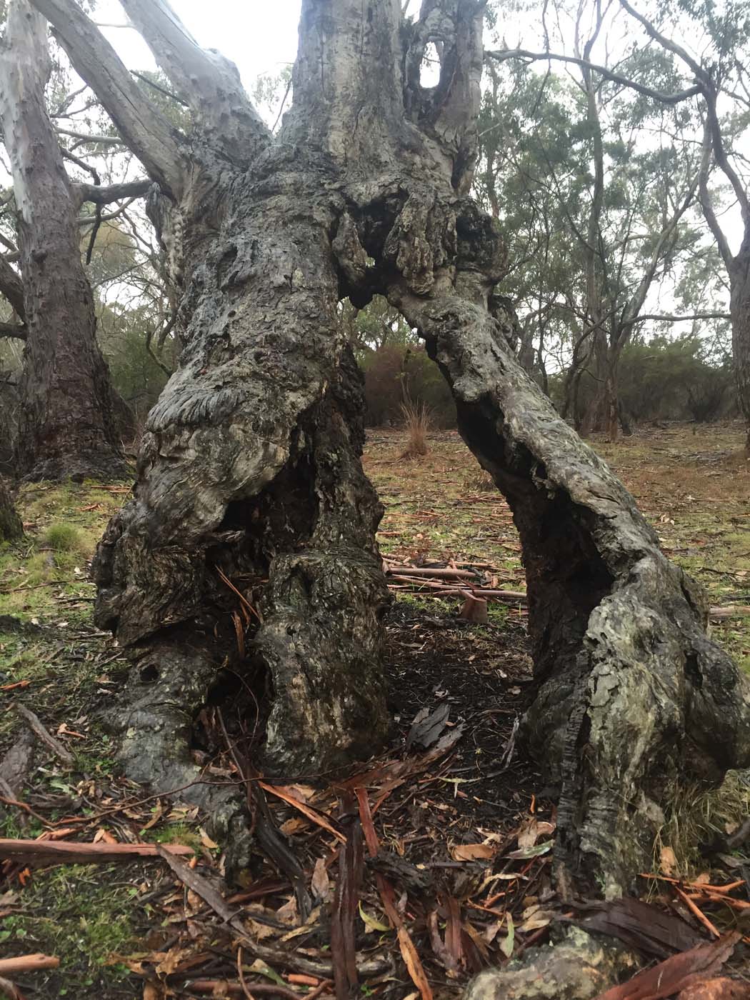 Mount beckworth scenic reserve (17)