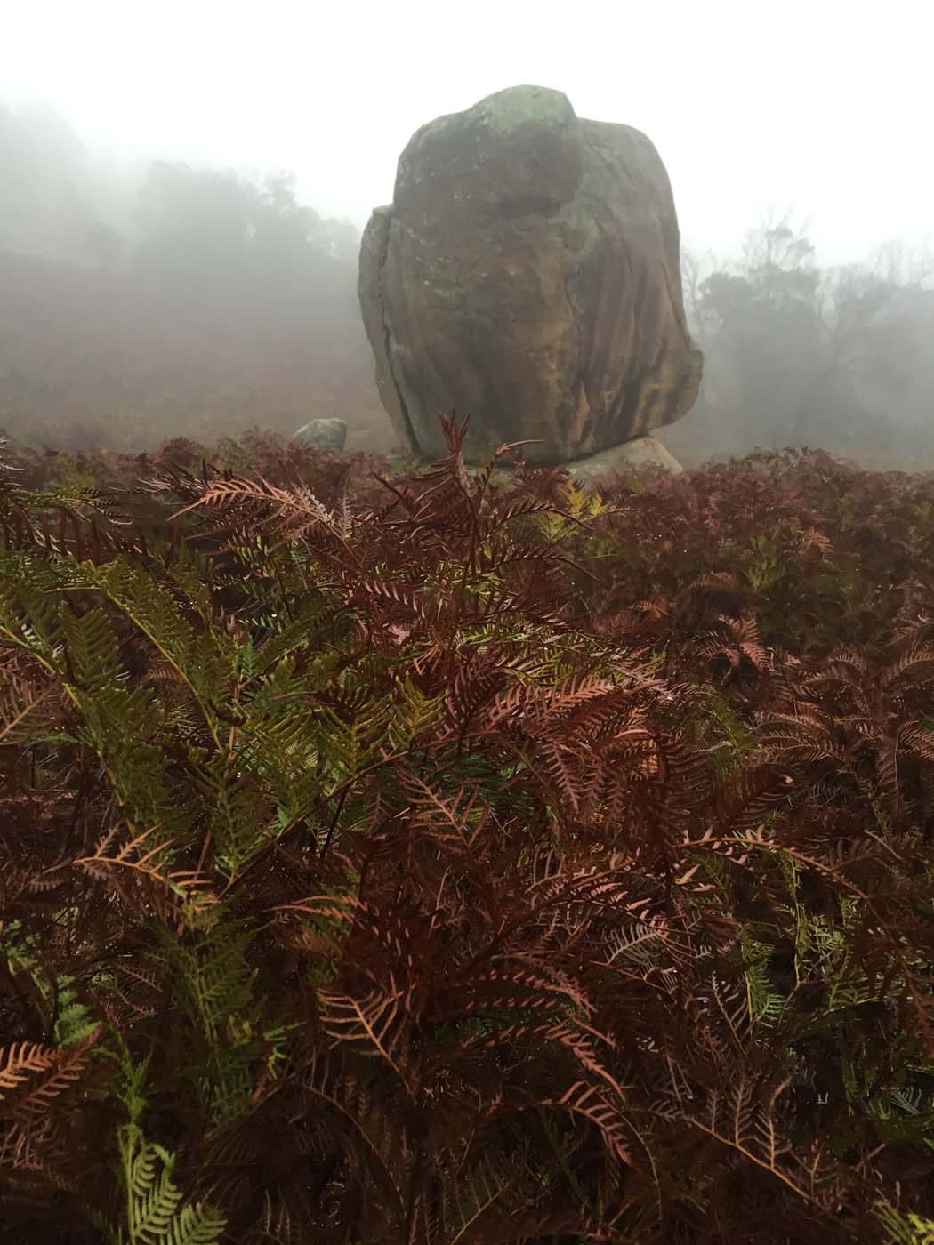 Mount beckworth scenic reserve (11)