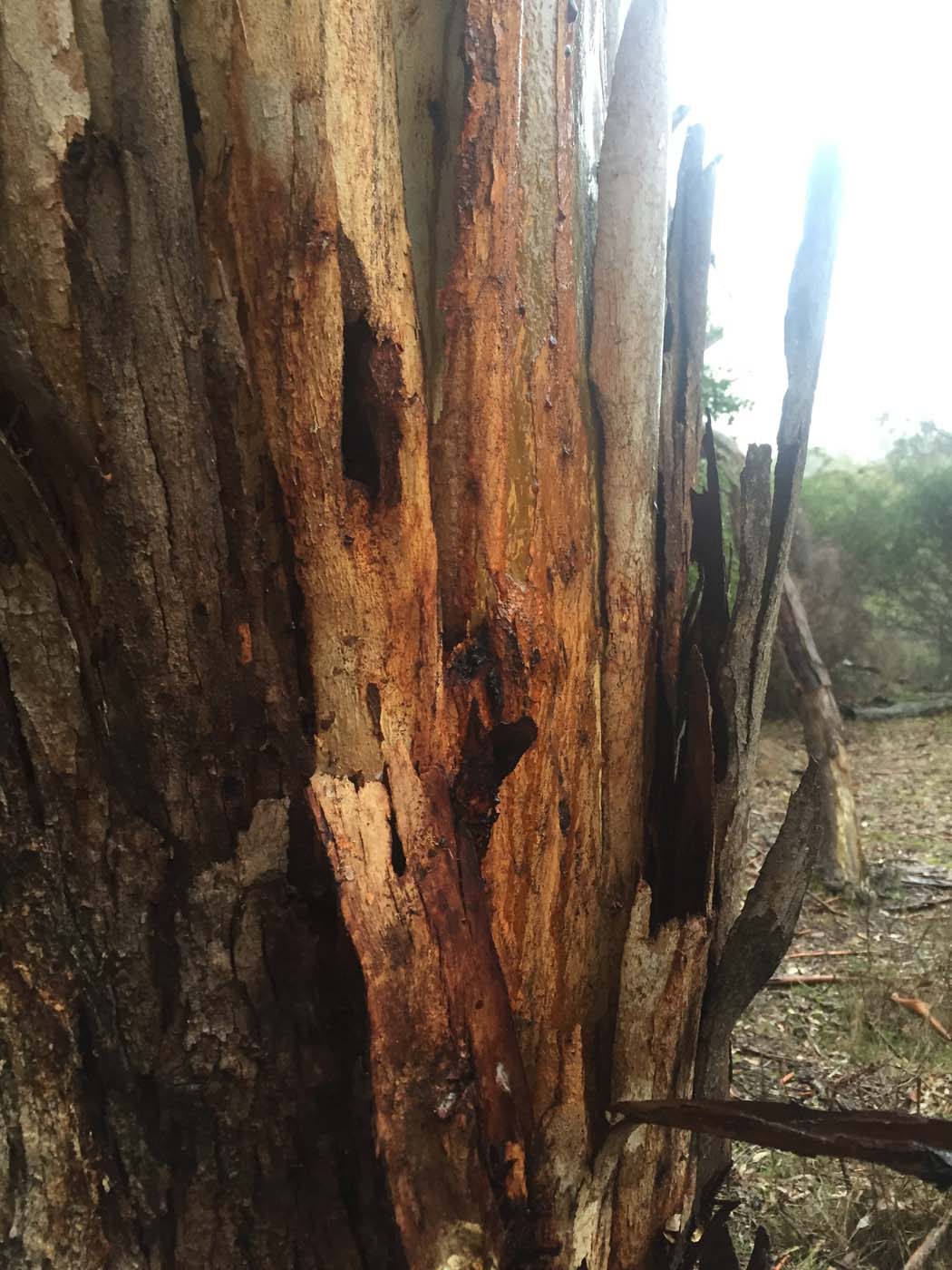 Mount beckworth scenic reserve (16)