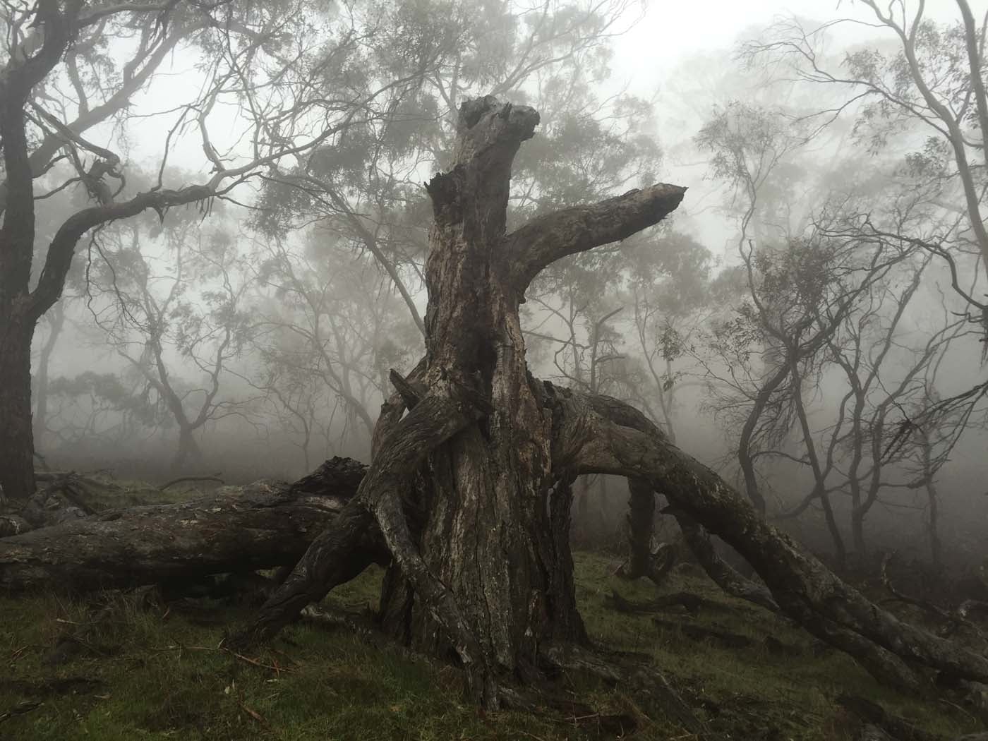 Mount beckworth scenic reserve (3)