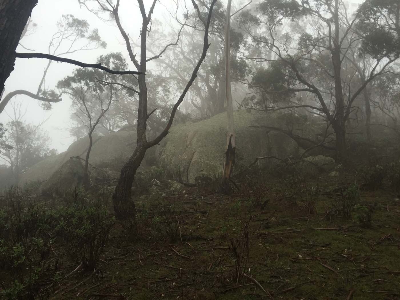 Mount beckworth scenic reserve (9)