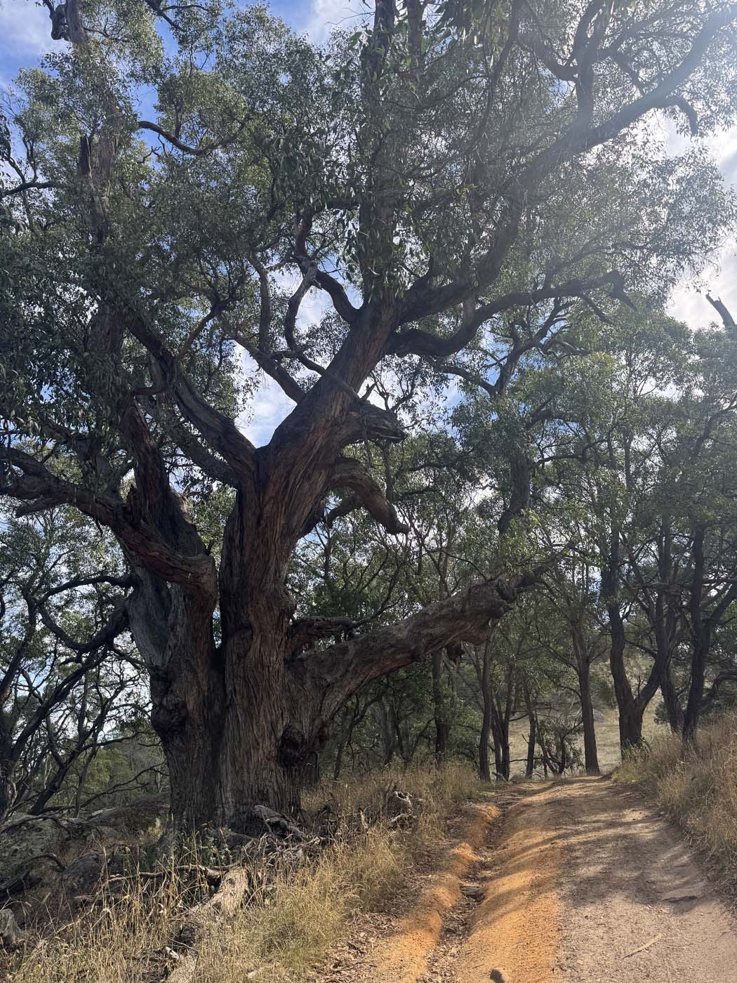 Mount beckworth southern circuit (9) 1