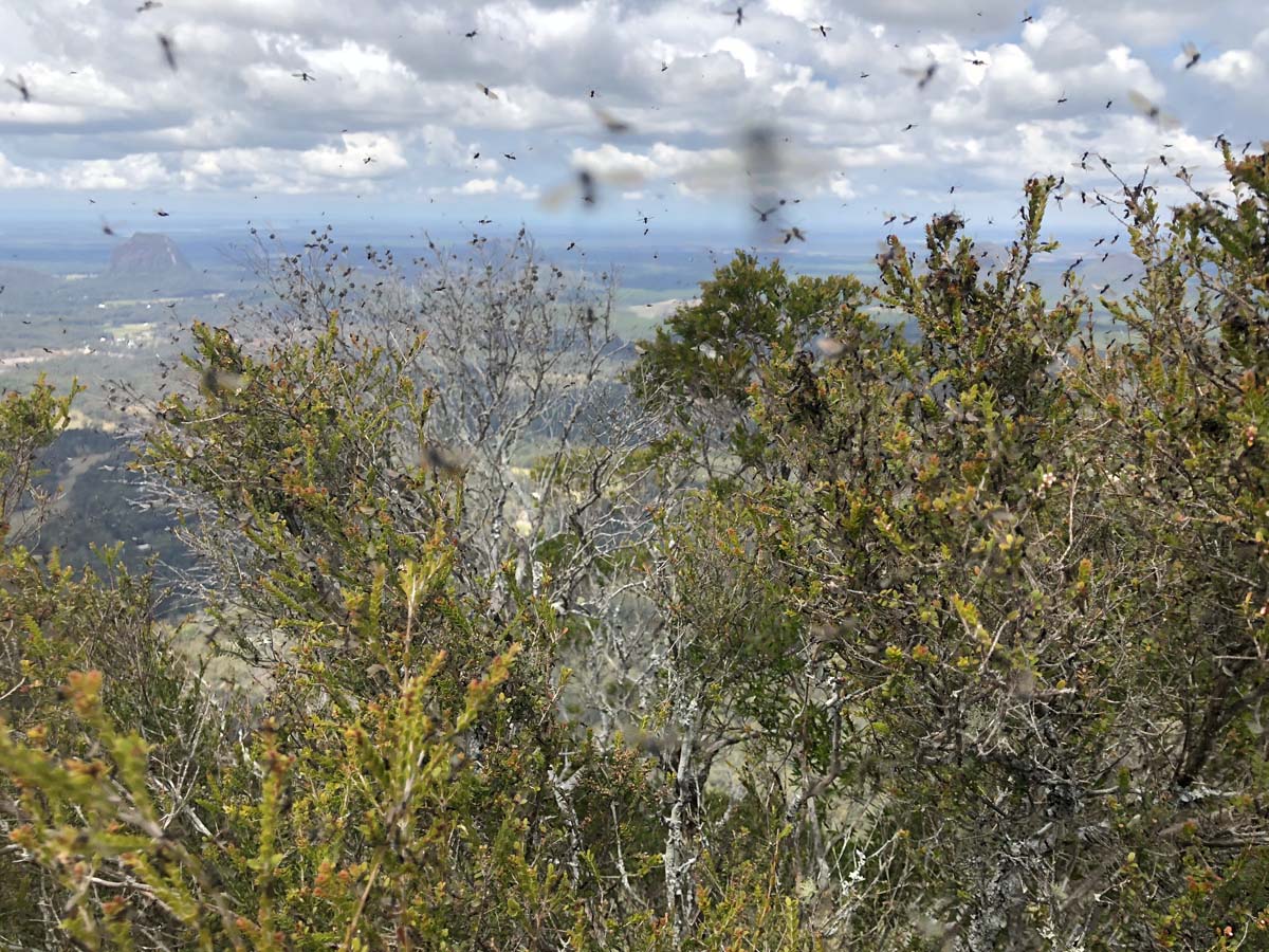 Mount beerwah summit walk 40