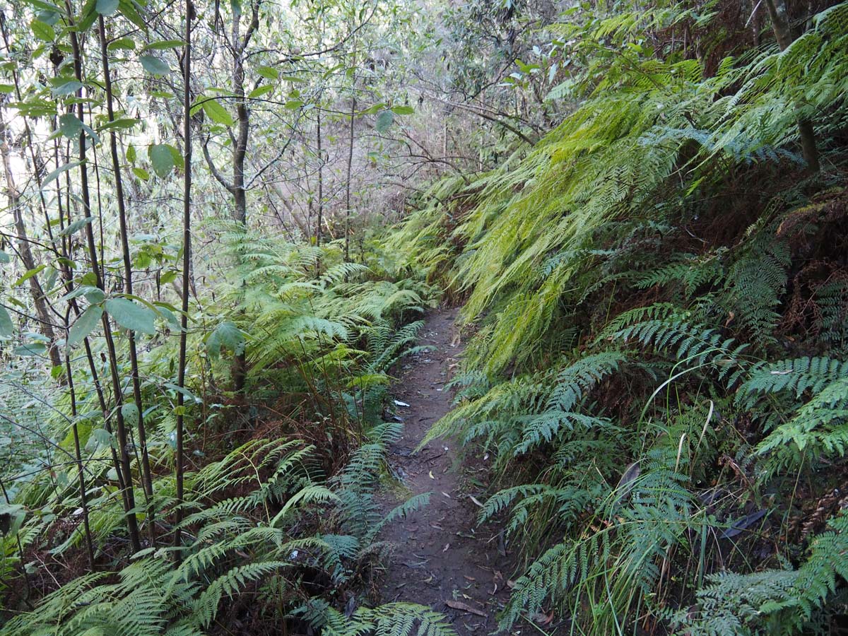 Mount bogong staircase spur hike 159