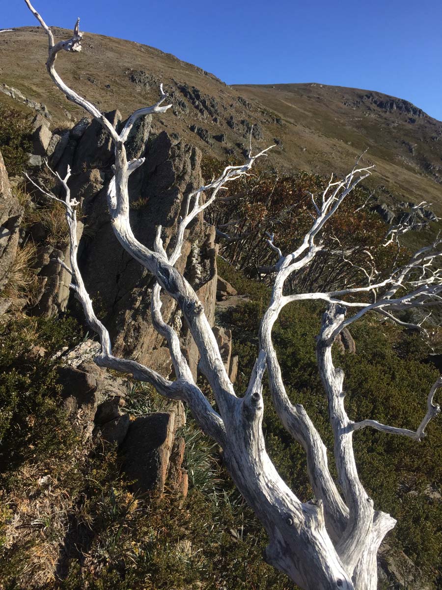 Mount bogong staircase spur hike 57