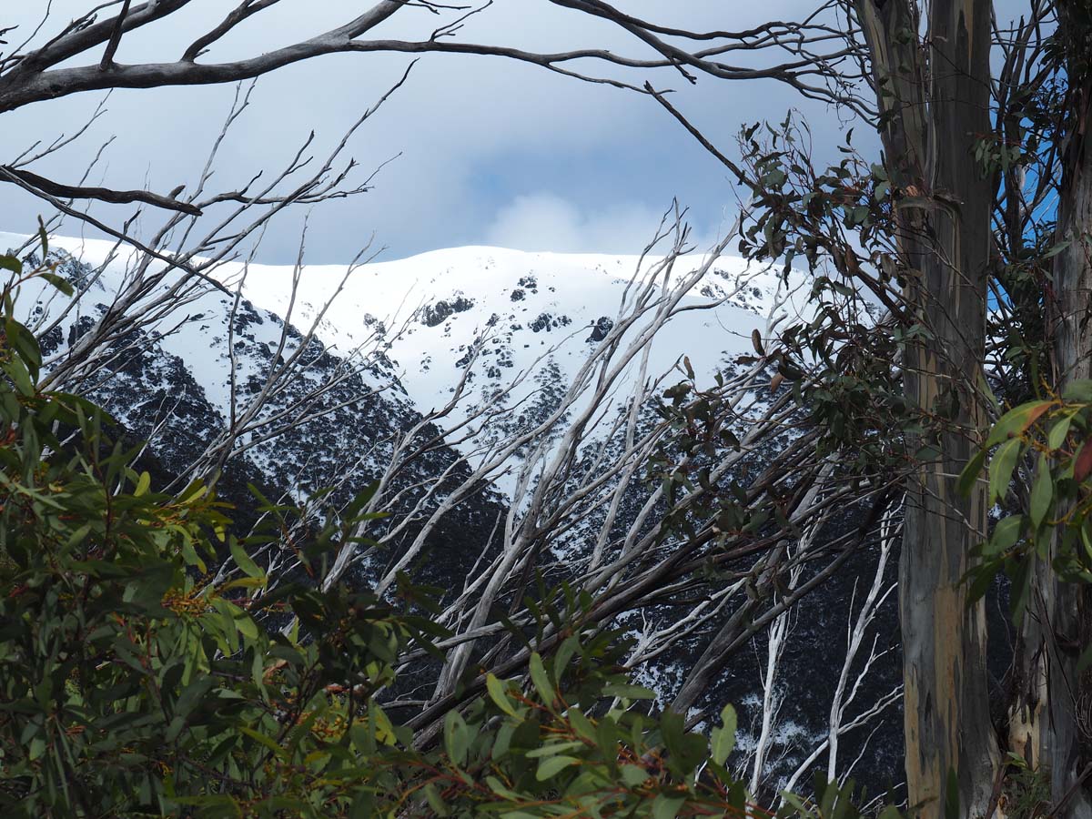 Mount bogong staircase spur hike 79