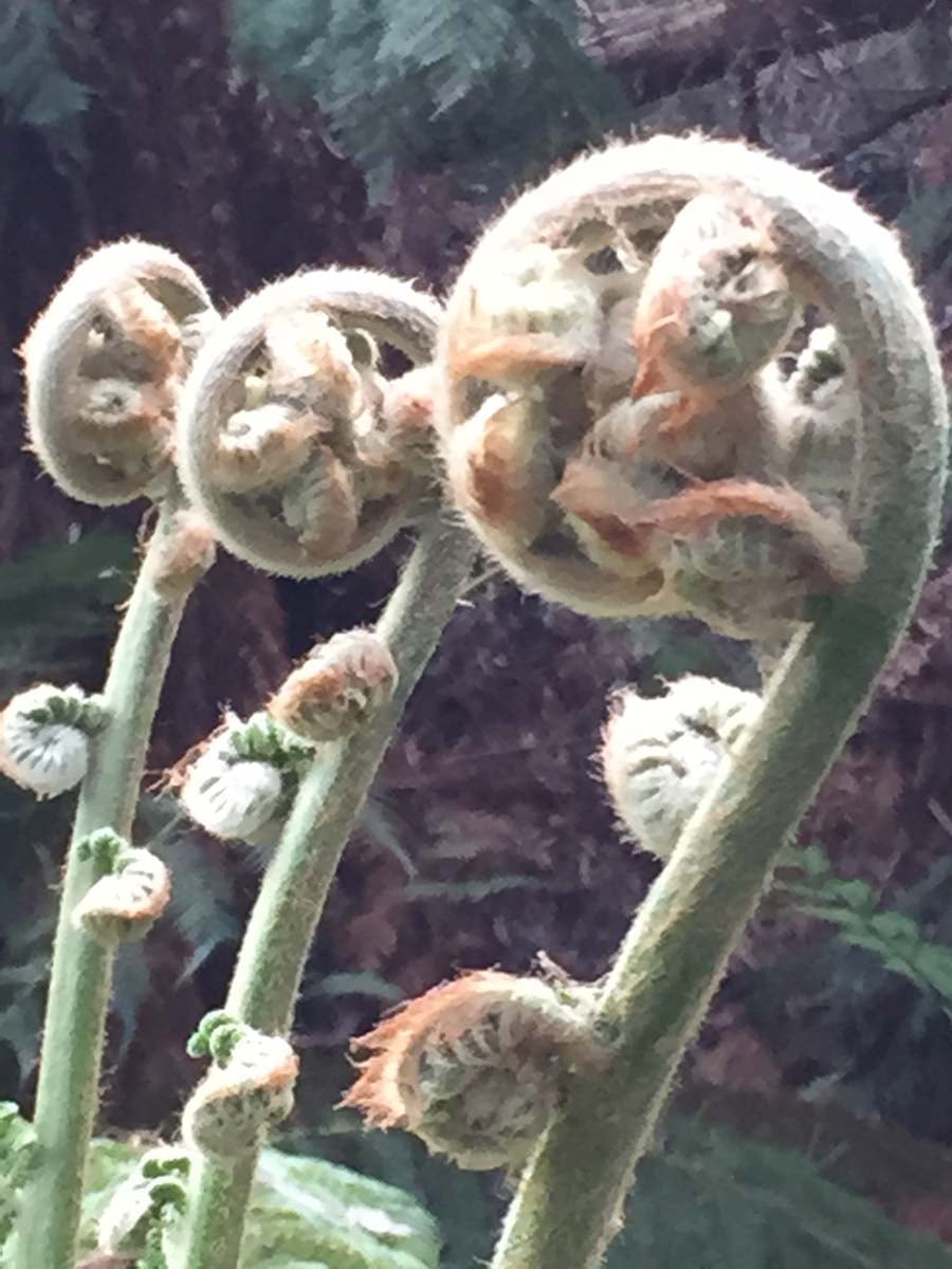 Mount buangor walk 19