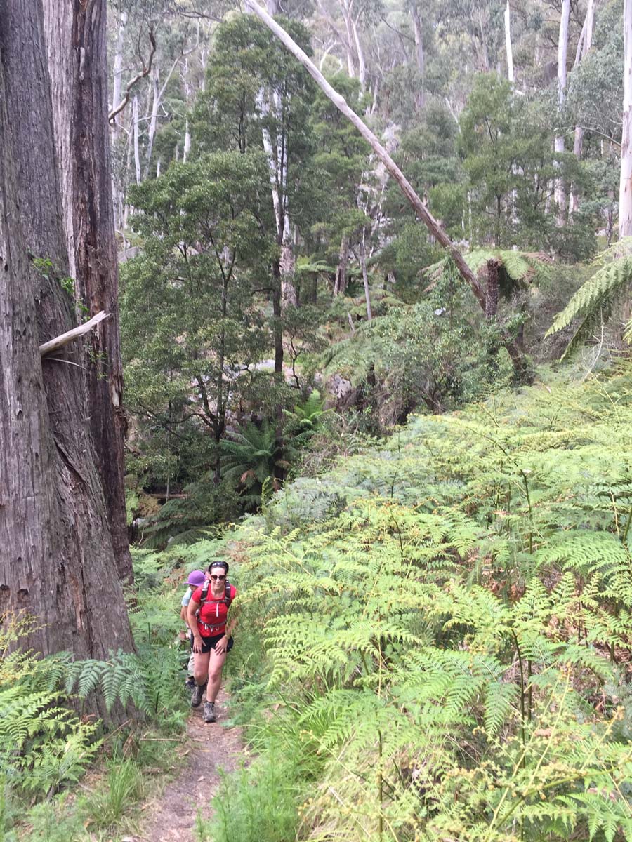 Mount buangor walk 25
