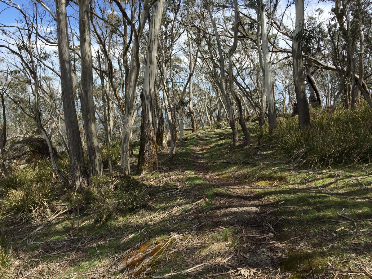 Mount buangor walk 33