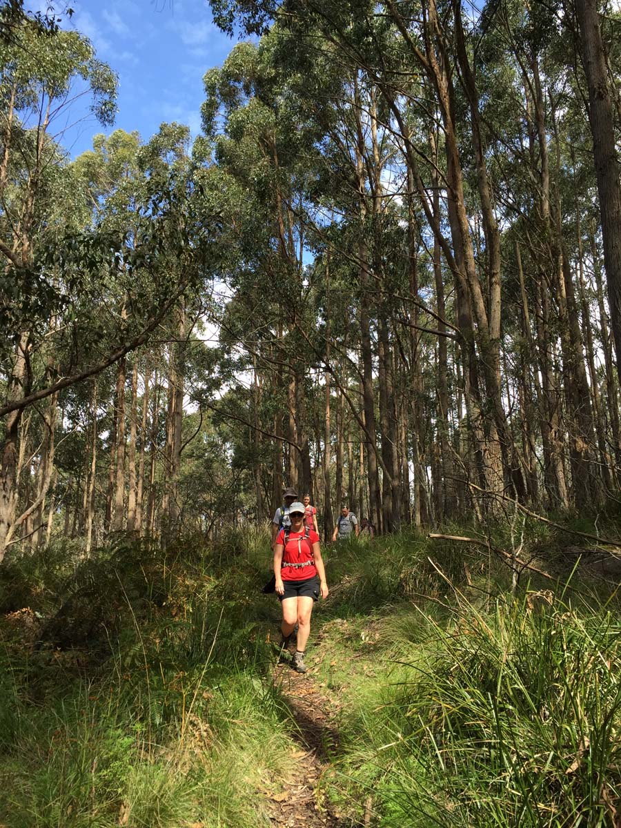 Mount buangor walk 39