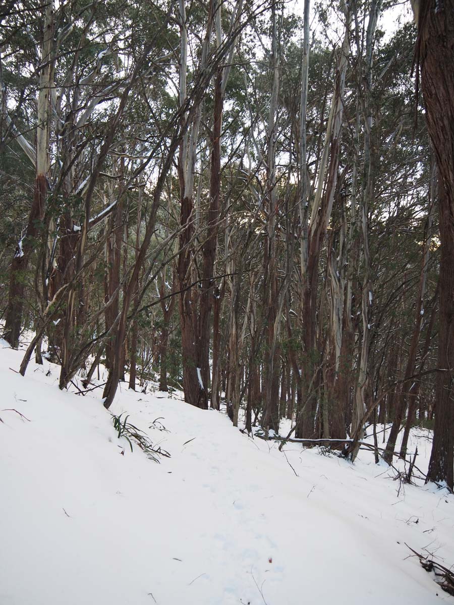 Mount buller klingsporn bridle track 69