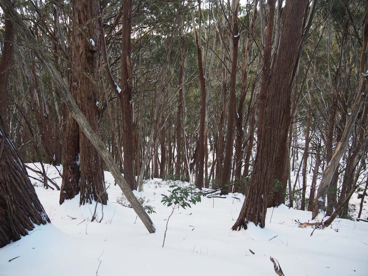 Mount buller klingsporn bridle track 70