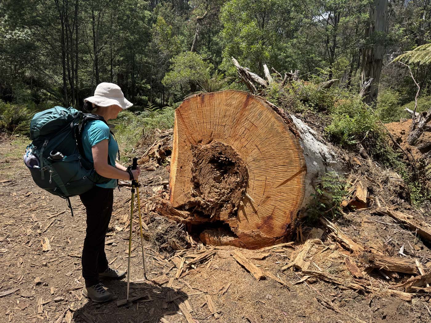 Mount buller and mount stirling loop (13)