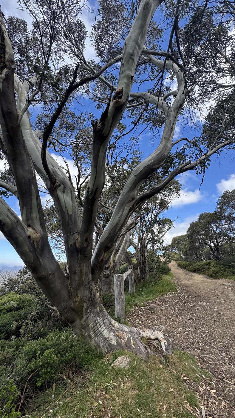 Mount buller and mount stirling loop (2)