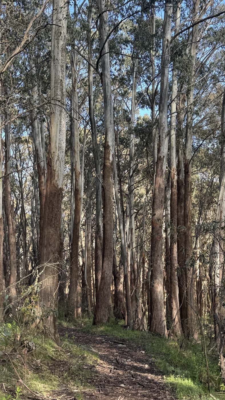 Mount buller and mount stirling loop (4)