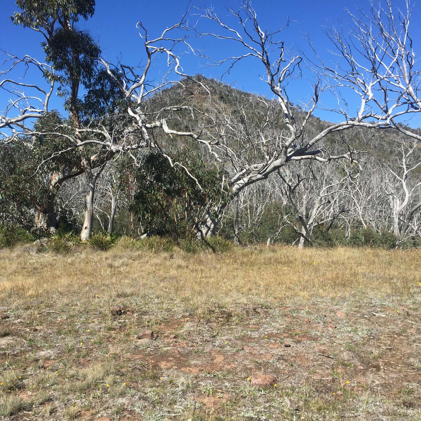 Mount clear traverse hike 2